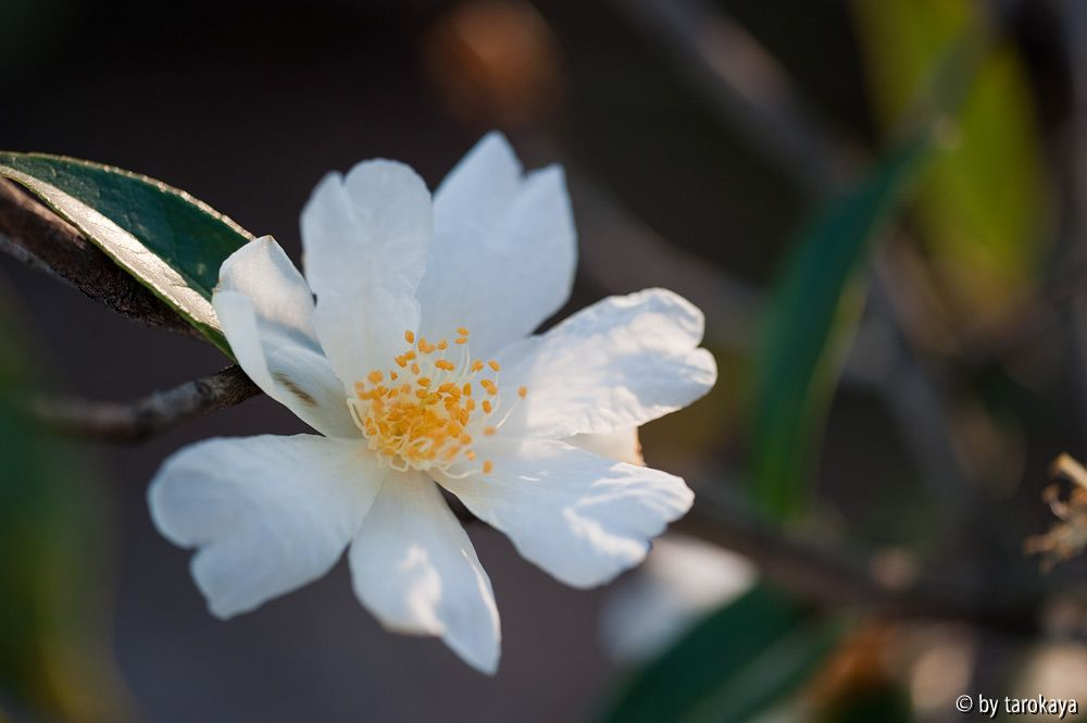 C.rhytidocarpa12