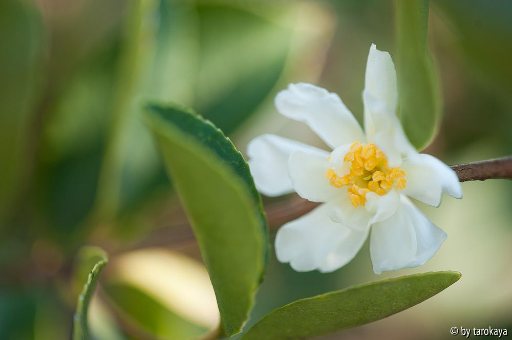 C.oleifera semiplana12