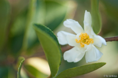 C.oleifera semiplana12