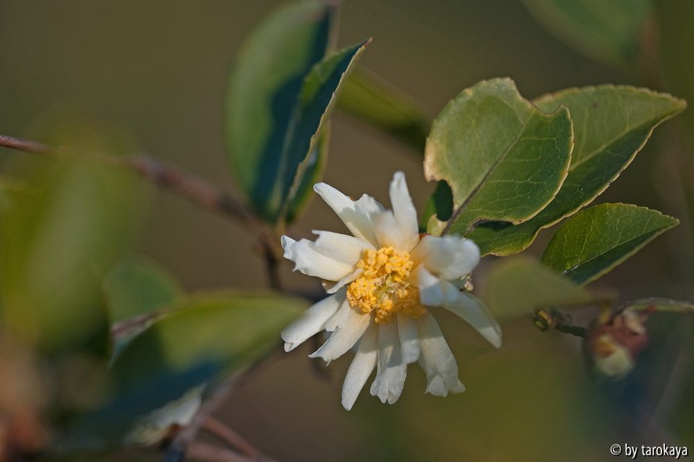 C.oleifera china12