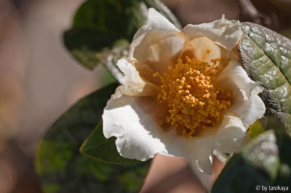 C.granthamiana12