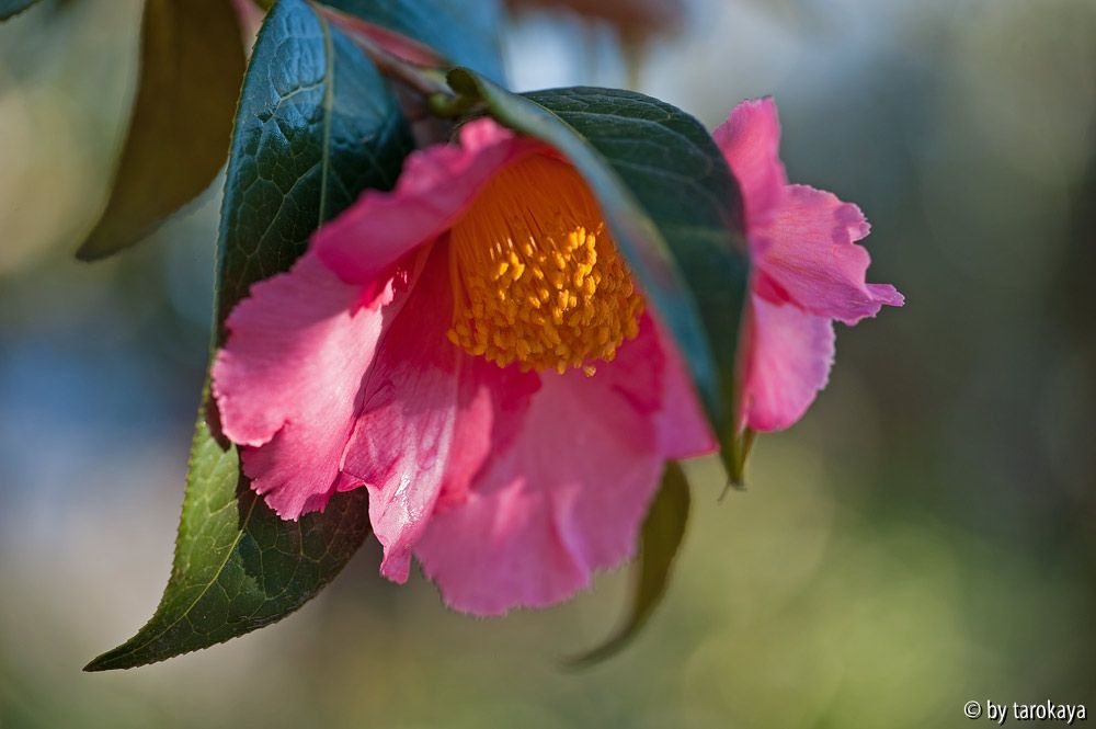 pink granthamiana12