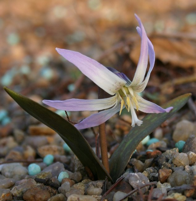 Erythronium sibiricum