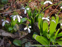 Galanthus woronowii