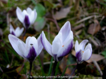 Crocus 'Ladykiller'