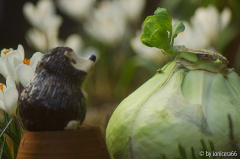 zweiter Frühling