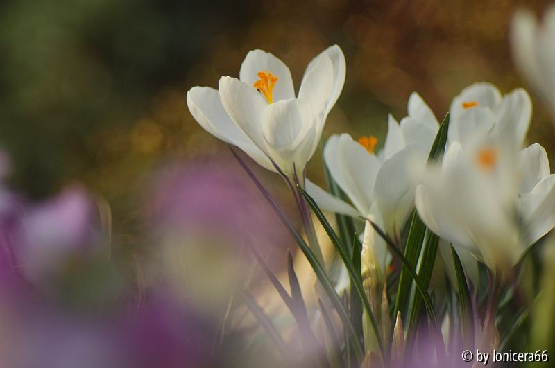 erste Krokusse1