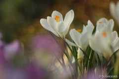 erste Krokusse1
