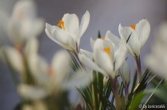 erste Krokusse2