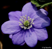 Hepatica