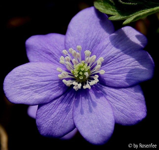 Hepaticablüte