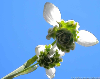 Gal. flore pleno 2