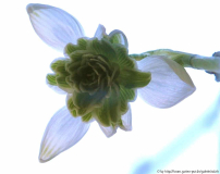 Gal. 'Oreanda' 3