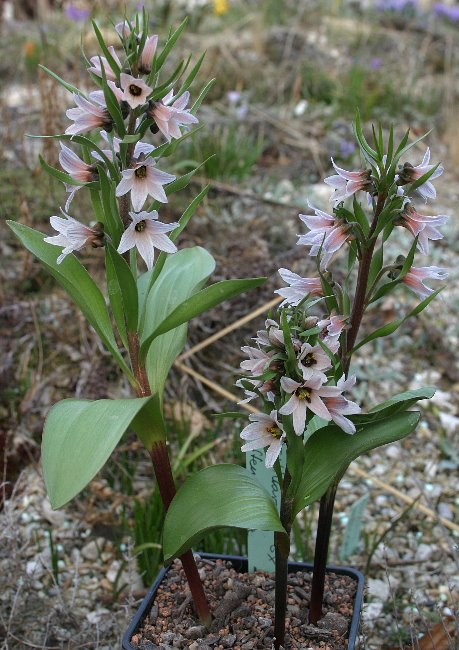 Fritillaria stenanthera