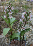 Fritillaria stenanthera