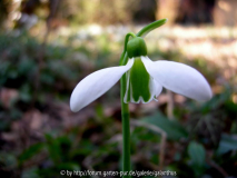 Galanthus 'Merlin'