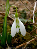 Galanthus 'Robyn Janey'