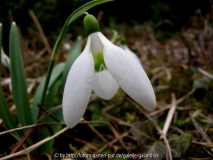 Galanthus 'Peg Sharples'