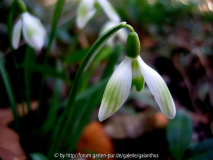 Galanthus nivalis 'Greenish'