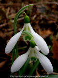 Galanthus 'Green Teeth'