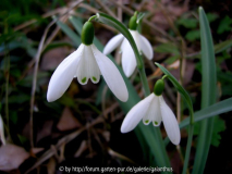 Galanthus nivalis 'Gloucester Old Spot'