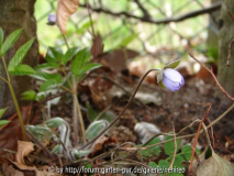 Leberblümchen