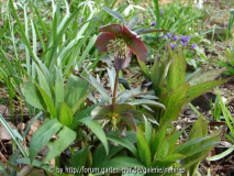 Helleborus