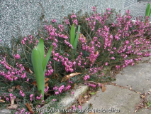 Erica Carnea