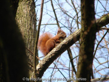 Eichhörnchen
