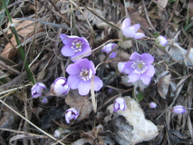 Hepatica Donautal 12.jpg