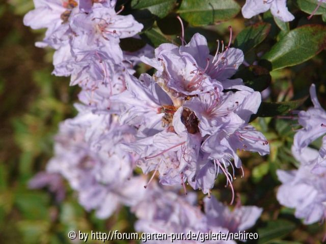 Rhodo1