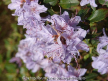 Rhodo1