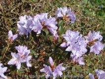 Rhodo2