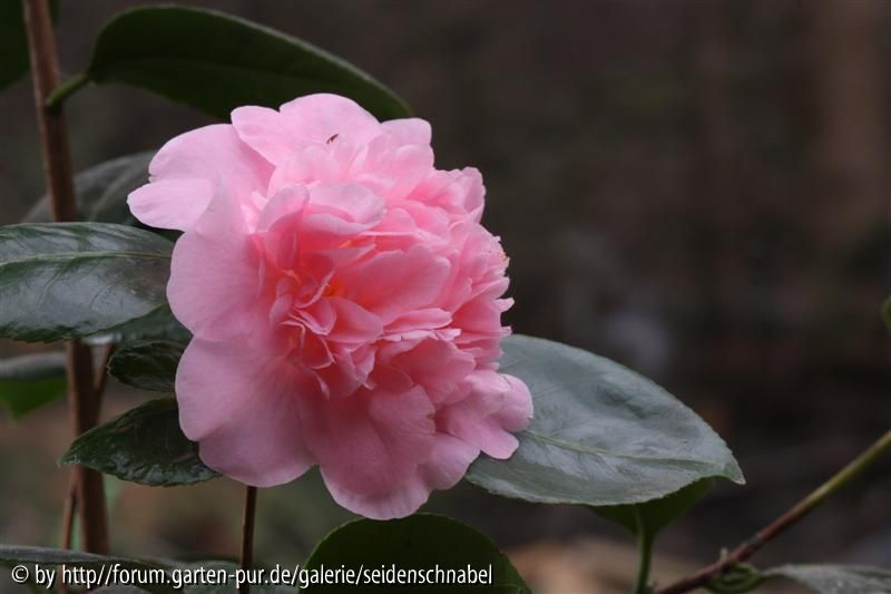 Kitty Berry 21_03_2012