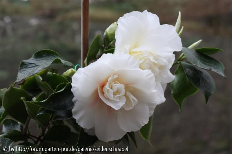 Elegans Champagne 21_03_2012