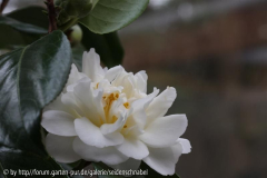 Cream Puff 21.03.2012