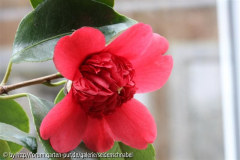 Anemoniflora 21_03_2012