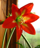 Rot grünweißes Herz 2012