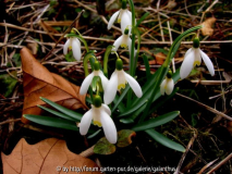 Galanthus nivalis 'Blonde Inge' (2)