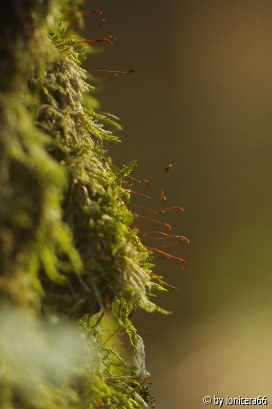 Moosmännchen an der Eiche