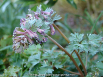 Corydalis Solida