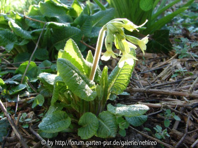 Primula Elatior