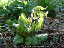 Primula Elatior
