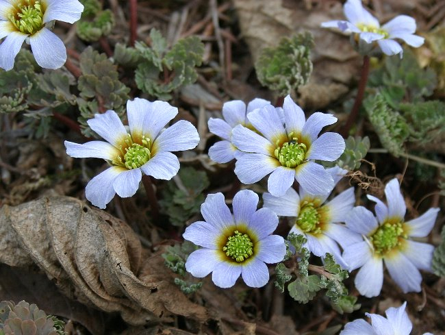 Callianthemum farreri