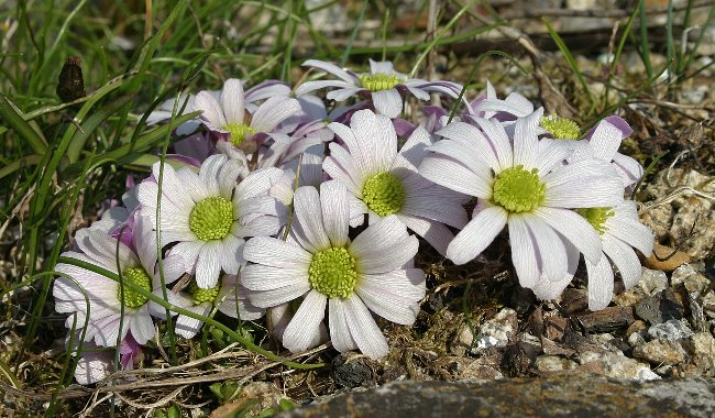 Callianthemum anemonoides