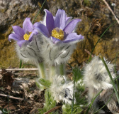 Pulsatilla halleri ssp. taurica