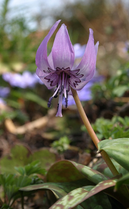 Erythronium japonicum