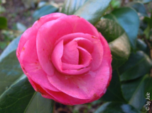 Desire 19_3_1.JPG