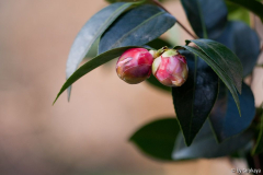 knospen12