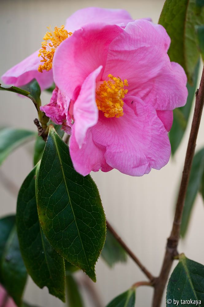 C.reticulata12
